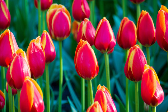 Vibrant pink and yellow tulips bloom close up in spring garden. Beautiful colorful flowers on blurry green background. Soft natural light concept. Floral landscape background for your projects.
