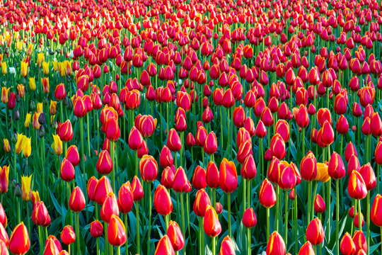 Bright red tulips with yellow edges bloom in park. Beautiful spring flowers background on sunny day. Nature abundance concept.