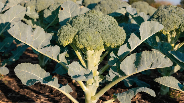 Fresh green broccoli growing in a field
