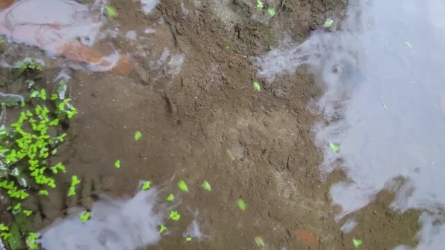 Muddy shoreline with scattered green aquatic vegetation in shallow water