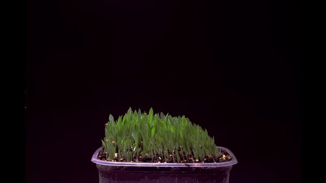 Time-lapse of millet microgreen sprouts growing in a pot on a dark background. Fresh organic seedlings emerging from soil, showcasing germination, healthy growth, and sustainable cultivation.