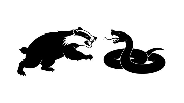 Honey badger and cobra in a dramatic confrontation