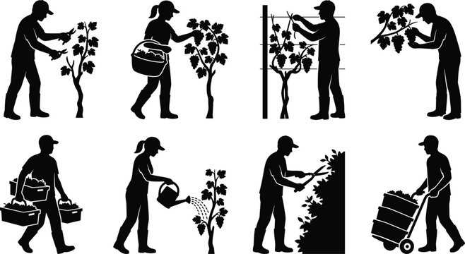 Set of vineyard workers and grape harvest vector icons featuring winemaking and agricultural labor symbols.