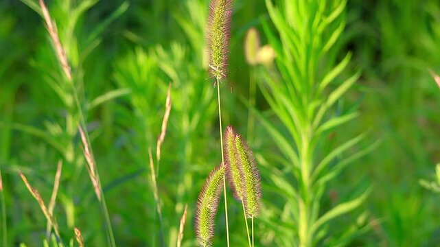 The moment an insect climbs a purple foxtail grass illuminated by the early morning sunrise, 4K