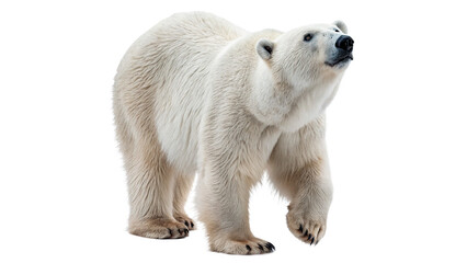 Wild arctic white polar bear standing looking forward alertly isolated on transparent background cut out © AAAstock2025