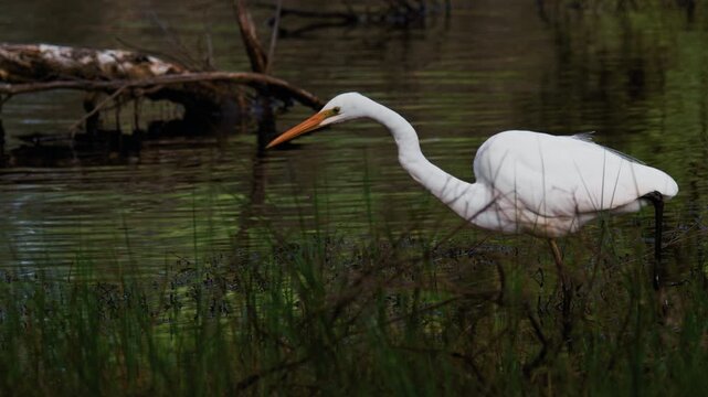 White great egret searching for food along the grassy edge of a dark pond in the wetlands