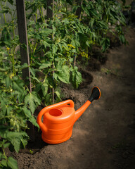 Orange watering can beside healthy tomato plants in garden   © Maria A