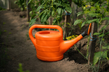 Orange watering can beside tomato plants in a garden setting, concept of home garden care and harvest   © Maria A