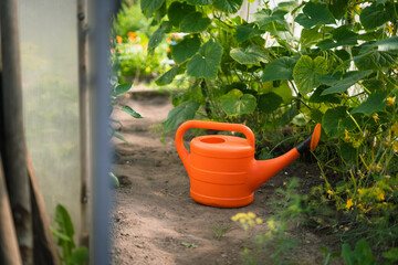 Orange watering can placed beside cucumber plants in home garden care and harvest   © Maria A