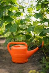 Orange watering can placed among cucumber plants in greenhouse for irrigation   © Maria A