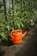 Orange watering can beside tomato plants in summer greenhouse garden   © Maria A