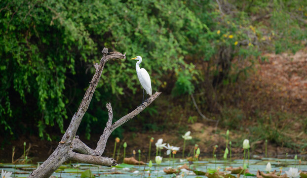 Great egret perched on a dead tree branch above a lotus pond in a natural wetland in Yala National Park