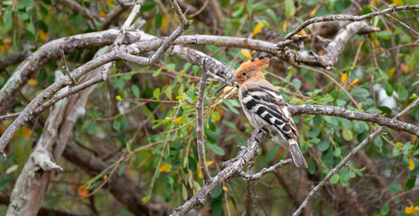 Eurasian hoopoe perched on a tree branch in Yala National Park © nilanka