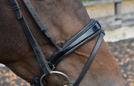 Close-up of a horse flash noseband. Dressage bridle. Equestrian horse tack. Horse riding equipment. 