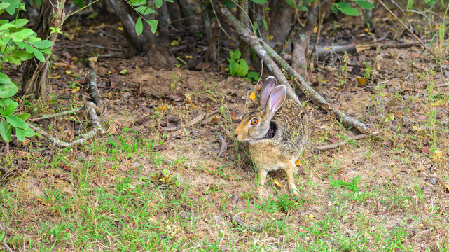 Rabbit resting on the forest floor in a natural woodland habitat in Yala National Park.