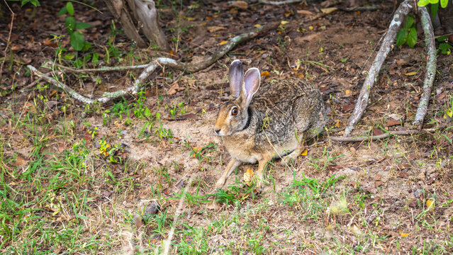 Rabbit resting on the forest floor in a natural woodland habitat in Yala National Park.