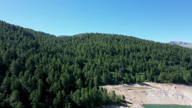 A drone flies over a dense, expanding pine forest in Switzerland, seen from above. Ticino, a sunny day in summer