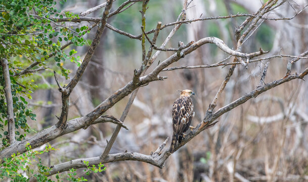 Changeable hawk-eagle perched on a tree branch in a dry forest habitat in Yala National Park