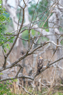 Changeable hawk-eagle perched on a tree branch in a dry forest habitat in Yala National Park