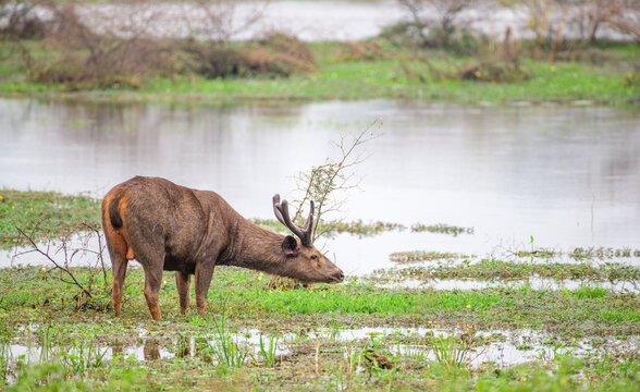 Sambar deer grazing in a freshwater wetland habitat in Yala National Park