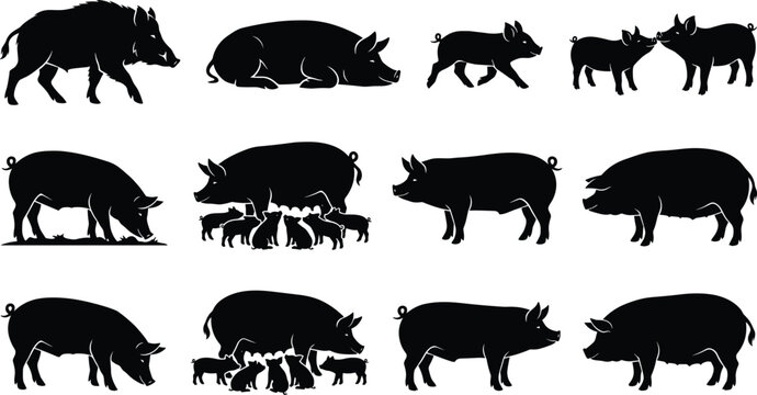 Domestic Pig Wild Boar and Piglet Silhouette Vector Set Isolated on White Background for Farm Design