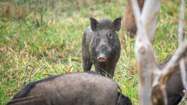 Wild boars foraging in grassland with one alert adult looking at the camera