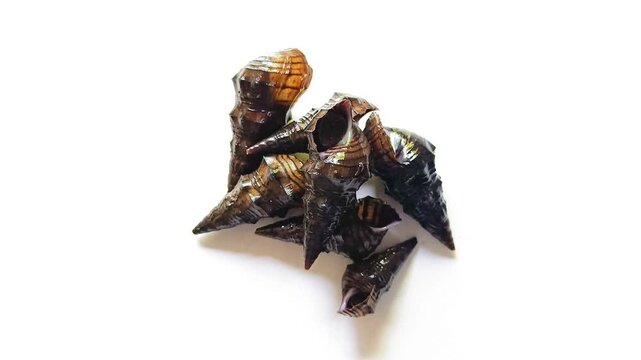 Pile of fresh live freshwater snails Pachychilus commonly known as jutes for typical traditional dish from Guatemala