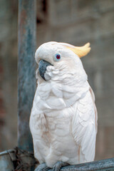 Close-Up Portrait of a White Cockatoo Perched on a Metal Railing © FdaxssPhotos