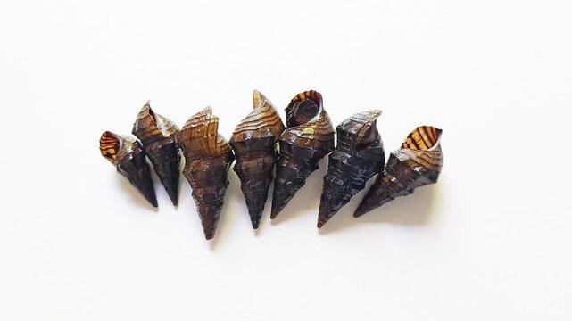 Row of fresh live freshwater snails Pachychilus commonly known as jutes for typical traditional dish from Guatemala