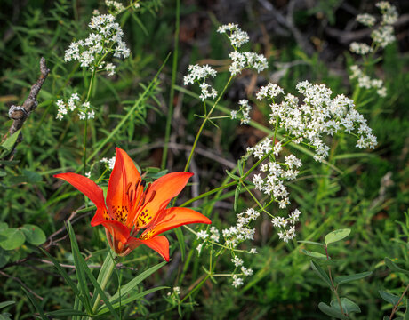 Native Western Red Lily Blooming Among White Wildflowers  in Canadian Prairie Habitat 