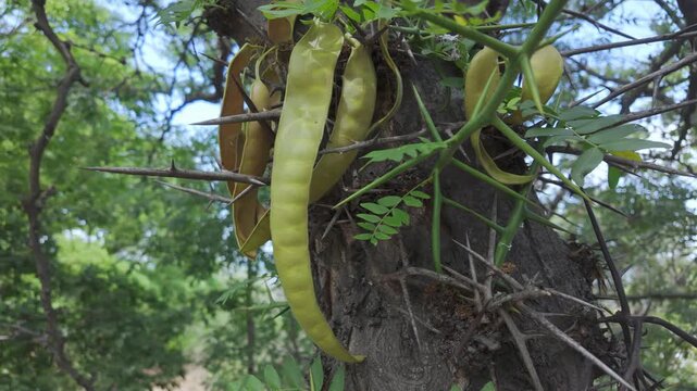 Macro view of dangerous spiky thorns and yellowish seedpods on Gleditsia triacanthos tree trunk in a bright outdoor summer forest, camera moves around tree trunk.