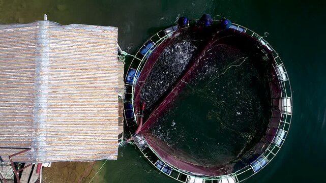Workers at a reservoir trout farm pull a harvest net and gather fish beside a small boat. The scene shows cage farming, active trout, teamwork and a commercial aquaculture harvest process in progress.