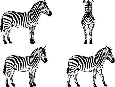 Hand-drawn vector set of zebras standing and facing different angles, isolated on a white background.