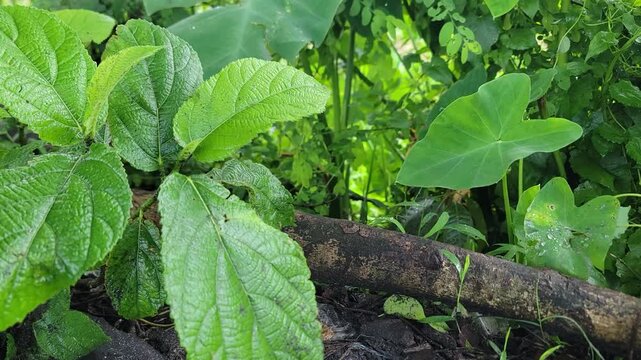 Lush green foliage growing near a weathered wooden log in the forest