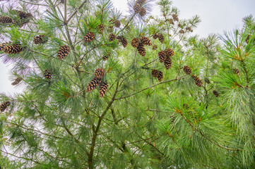Lush green pine tree branches adorned with numerous mature brown pine cones © dimas830