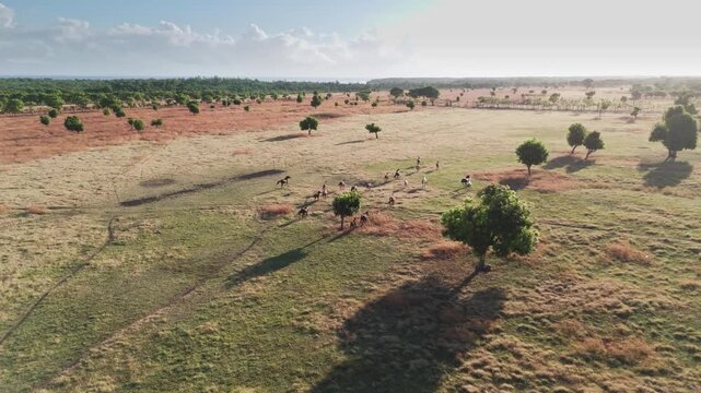 Aerial drone footage of horse herd in tropical savanna, Sumba, Indonesia