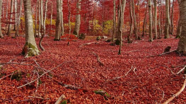 Aerial landscape of autumn beech forest with red foliage. Moving in tall trees in woodland, natural scenery background, 4k