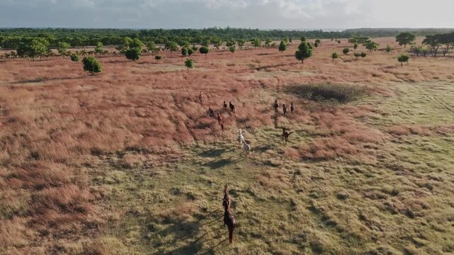 Cinematic aerial landscape of Sumba savanna with grazing horses and dry grassland