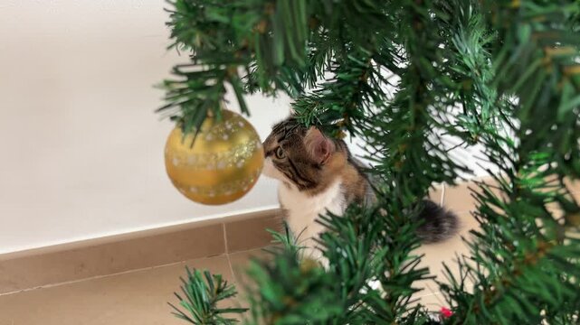 Gatito descubriendo el &aacute;rbol de Navidad por primera vez