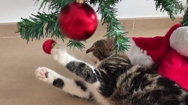 Gatito jugando con bolas del &aacute;rbol de Navidad