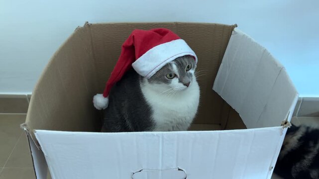 Dolly out de gato con gorro de Santa en caja