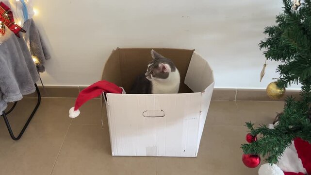 Dolly out de gato en caja junto al &aacute;rbol de Navidad