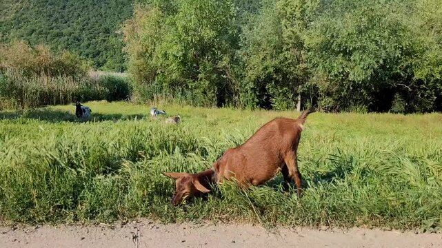 In the foreground, a young hornless brown goat eats grass on the side of the road. The young animal comically reaches for the grass and grazes in an unusual pose with its front legs bent.