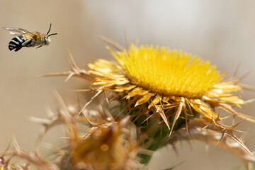 Blue-banded bee collecting nectar from a spiky yellow thistle. © João Macedo