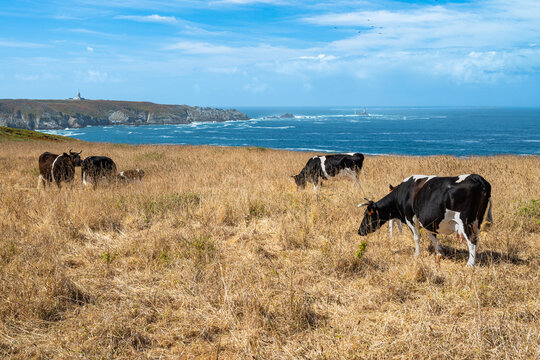 Troupeau de vaches dans une prairie aupr&egrave;s d'un abreuvoir au Cap-Sizun en Bretagne, pendant la canicule. Herbe jaunie par la s&eacute;cheresse