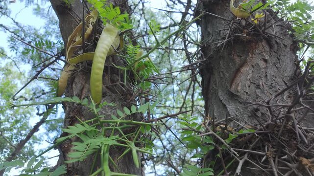 Sharp barbed spines and large seed pods growing on the bark of a honey locust tree (Gleditsia triacanthos) against lush green nature, camera moves down along the tree trunks.