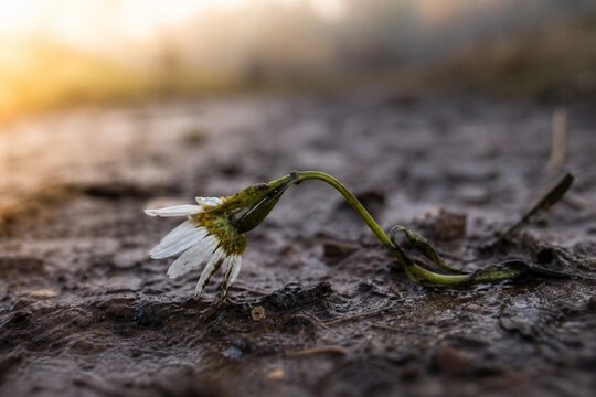 Trampled wildflower in muddy soil under soft morning light, close-up view.