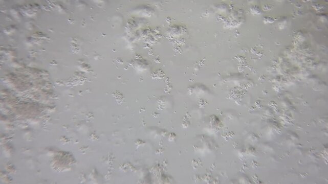 Abstract organic white texture and fluid pattern under microscope