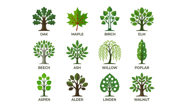 Set of twelve different species of green trees with labeled names