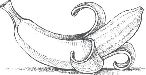 banana drawing in vector format © white snow